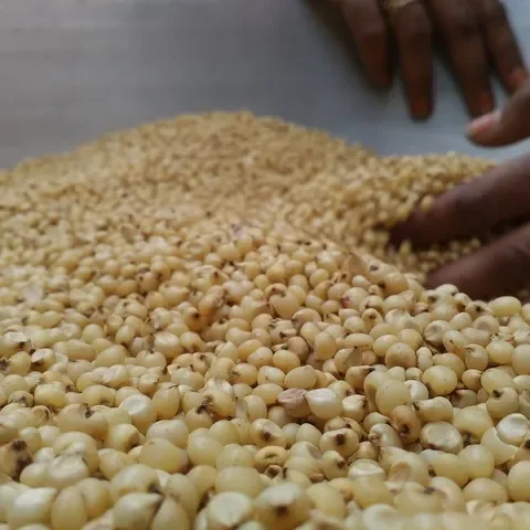 Discount price Sorghum grain