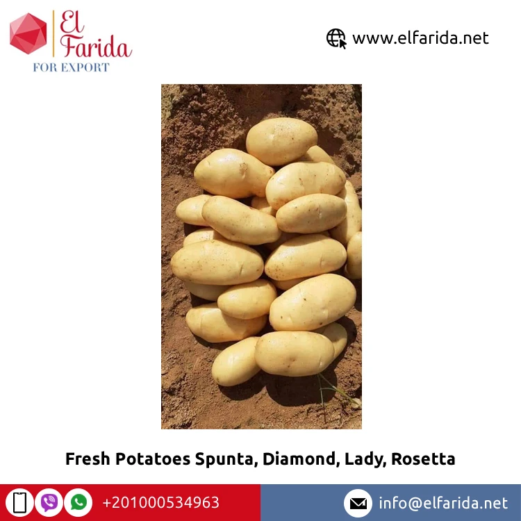 100% натуральный продукт свежие овощи Египетский свежий картофель Spunta Diamond Lady Rosetta по конкурентоспособной цене