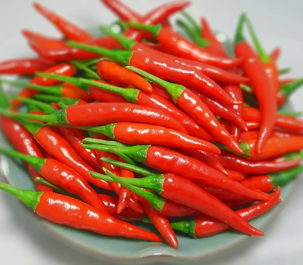 Biggest Sale Super Spicy Fresh Chili - Best Quality Organic Fresh Chili - Export from Vietnam