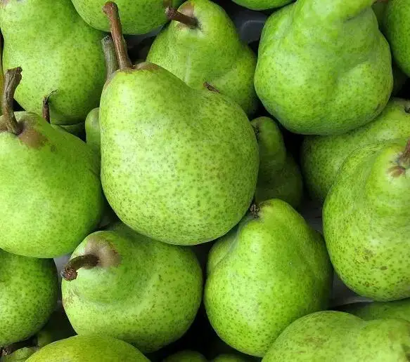 AVOCADO FRESH Premium Hass Avocados Rich Green Fresh Pears from Peru in Box Style Caliber Packing