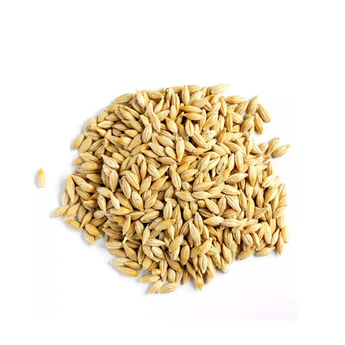 Best quality barley grain for malt, malted feed and malted animal feed