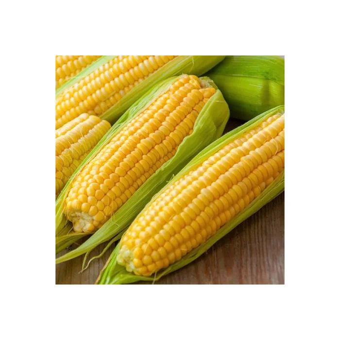 Yellow Corn for Human Consumption and animal feed at wholesale price