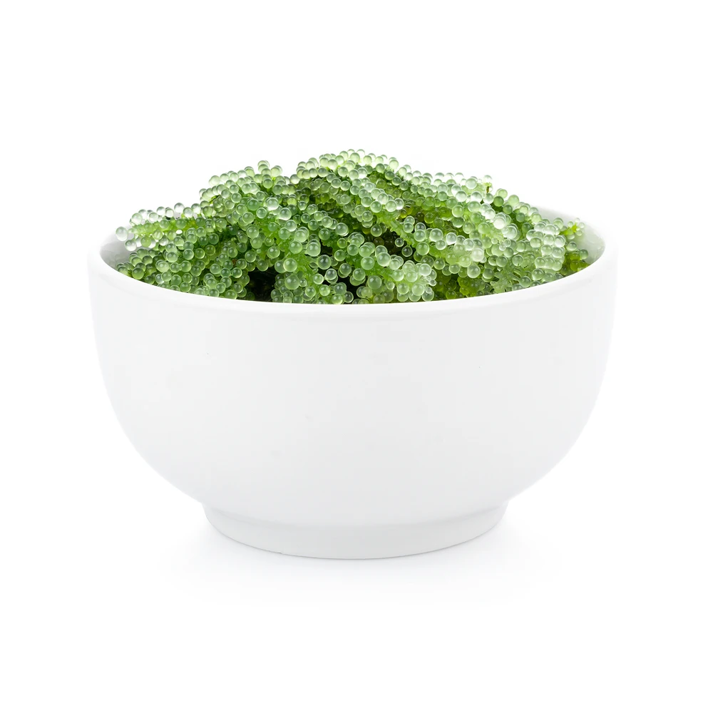 Best Price Fresh Sea Grapes Healthy Professional Customized Packaging Vietnam Manufacturer