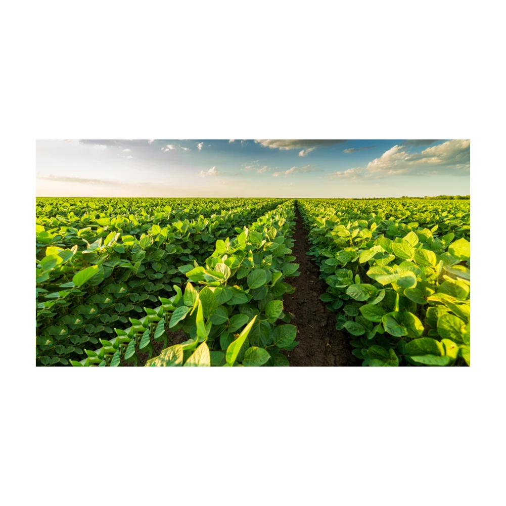 Non Gmo Soybeans / Soya Beans, Soy bean Seeds and Soya bean Seeds