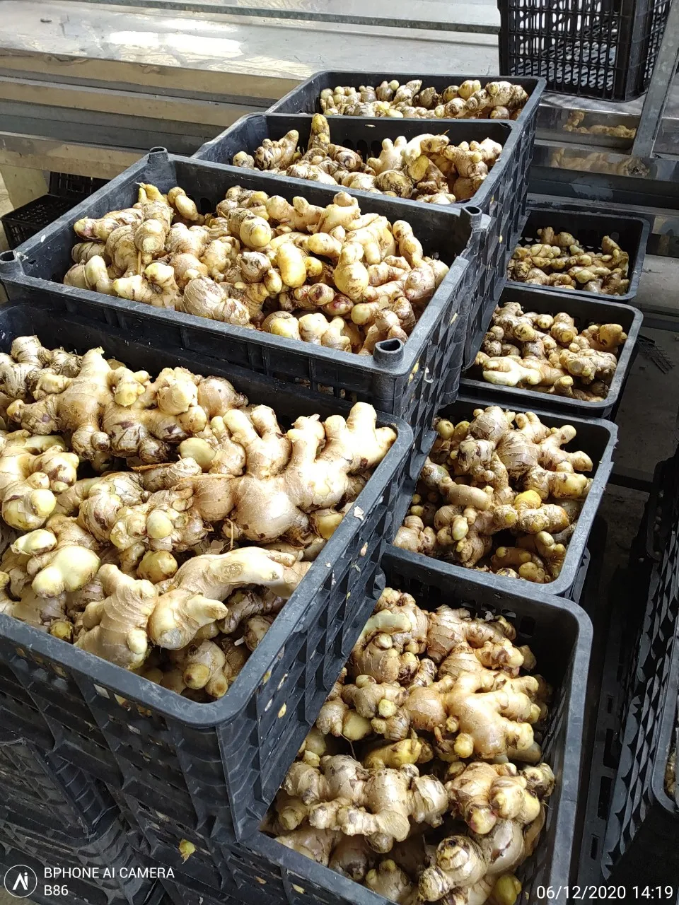 SUPPLY FRESH GINGER  WITH THE BEST PRICE (+84 983 028 718).