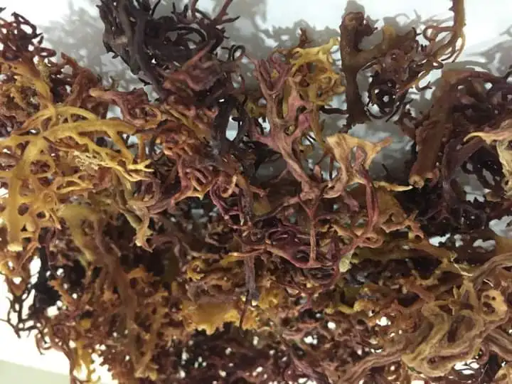 Оптовая продажа морской мох bladderwrack