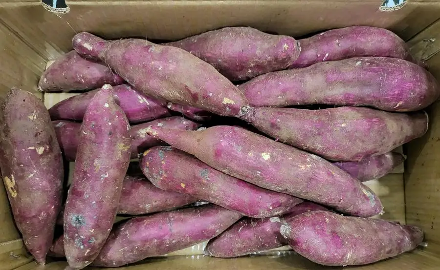 High Quality Fresh Sweet Potato with best price From Vietnam