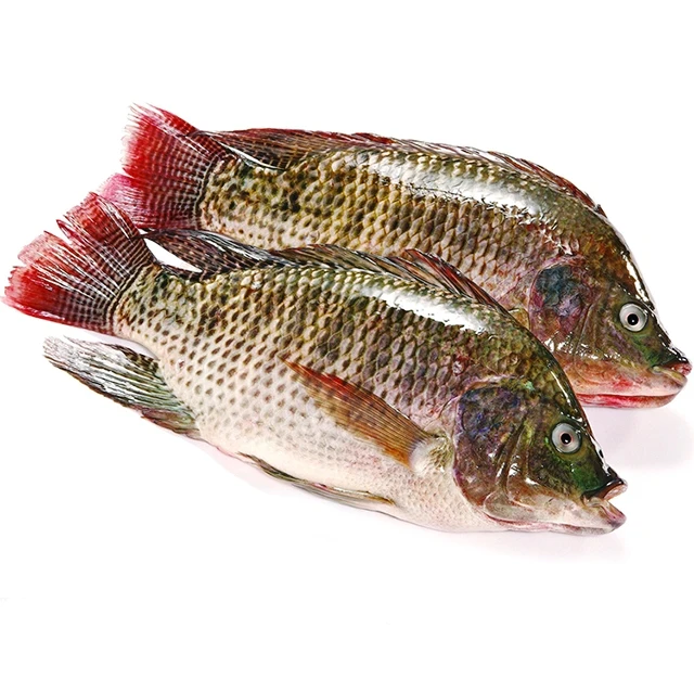 Popular items Market Wholesale Factory Packaging Hot Sale Frozen Hilsha Fish Stock Fish Fresh Season Fish From Bangladesh