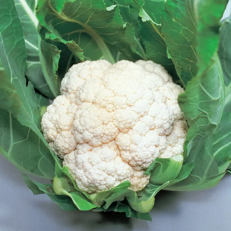 Fresh White Cauliflower for Sale