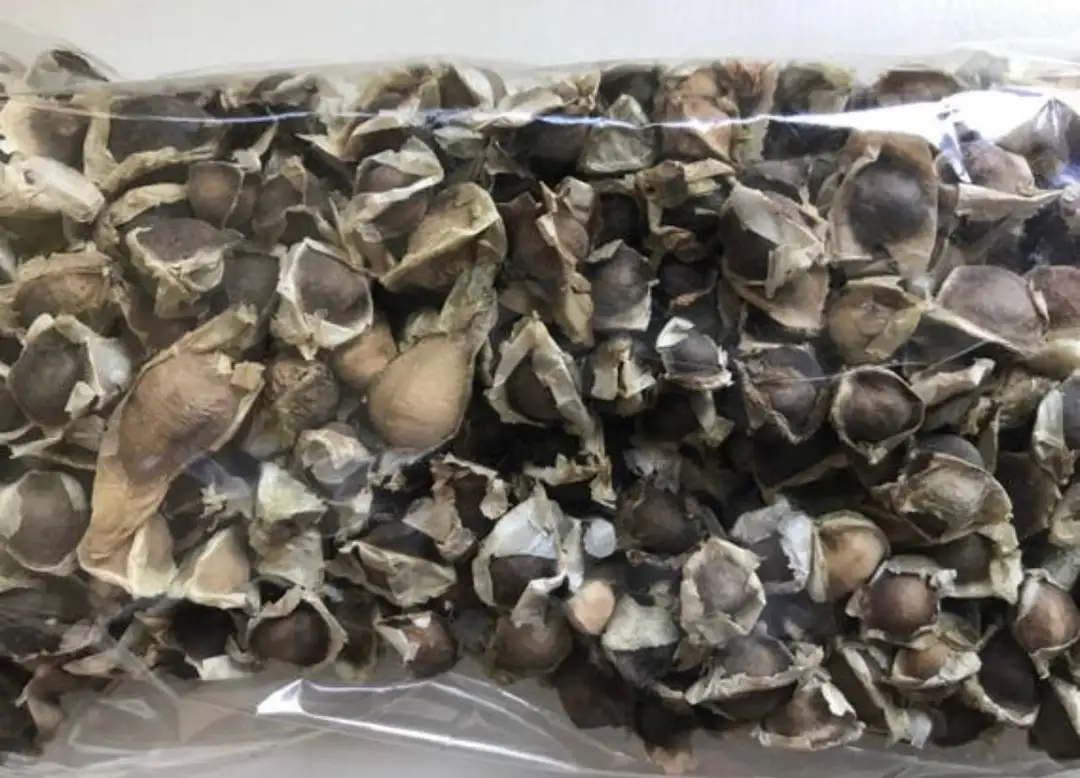 HIGH QUALITY MORINGA SEEDS