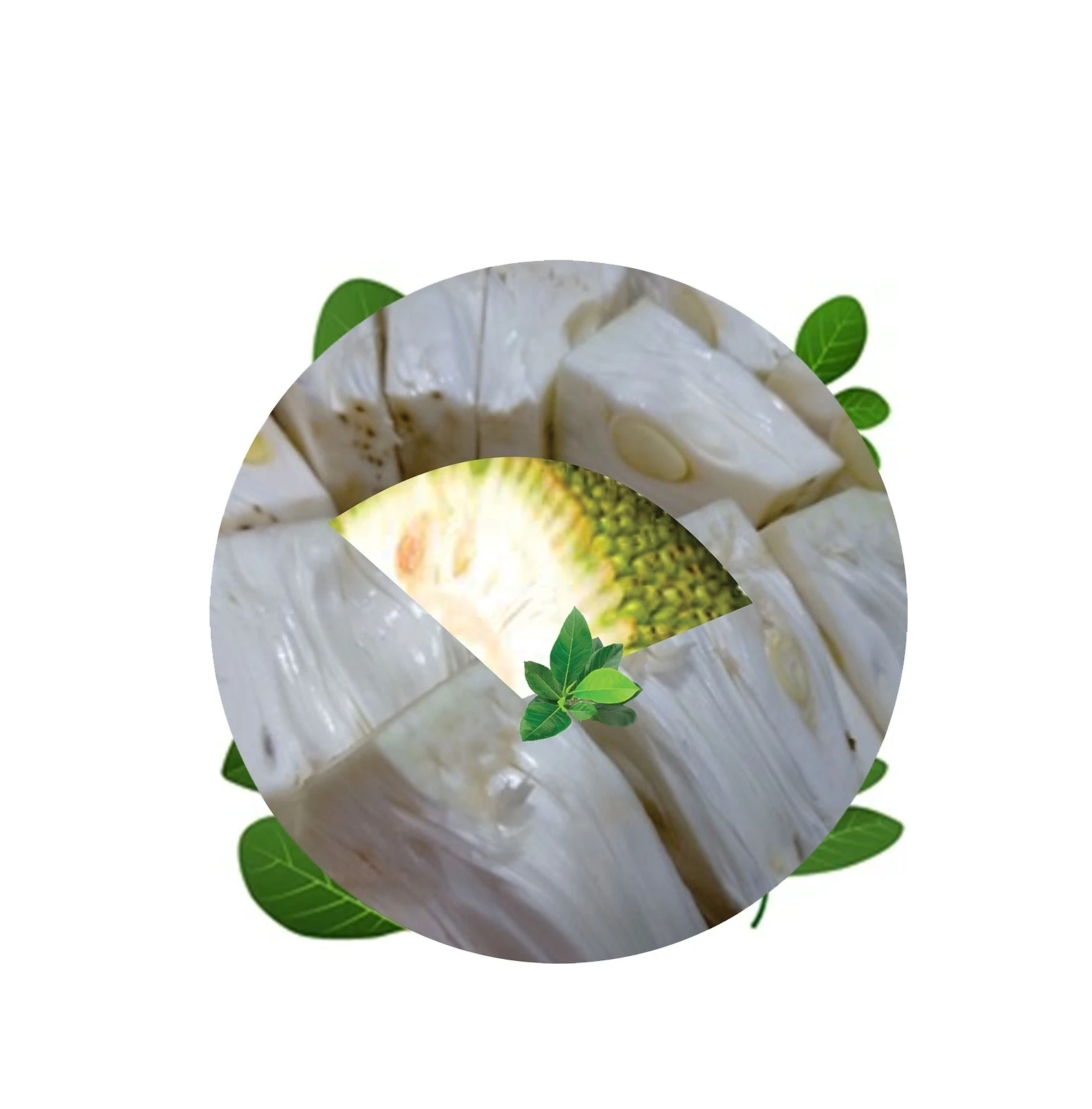 Summer Fruit Fresh Young Jackfruit Green Jackfruit Unripe Jackfruits High Standard Made From Vietnam