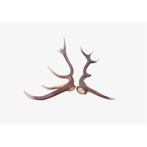 Cheap Deer Antlers / Wholesale Premium Quality Red Deer Antlers