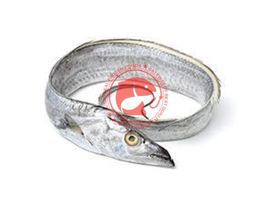 Arabian Sea Ribbon Fish in Bulk Quantity Available for Immediate Shipment High Quality Ribbon Fish For Export