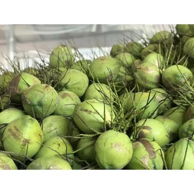 Top Quality Young Fresh Coconut Export From Thailand