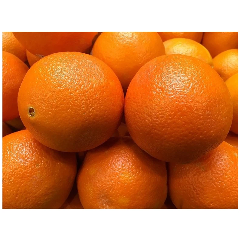 Highest grade sweet juicy fresh big fruit orange for sale Natural High Quality Sweet Fresh Citrus  Navel Orange
