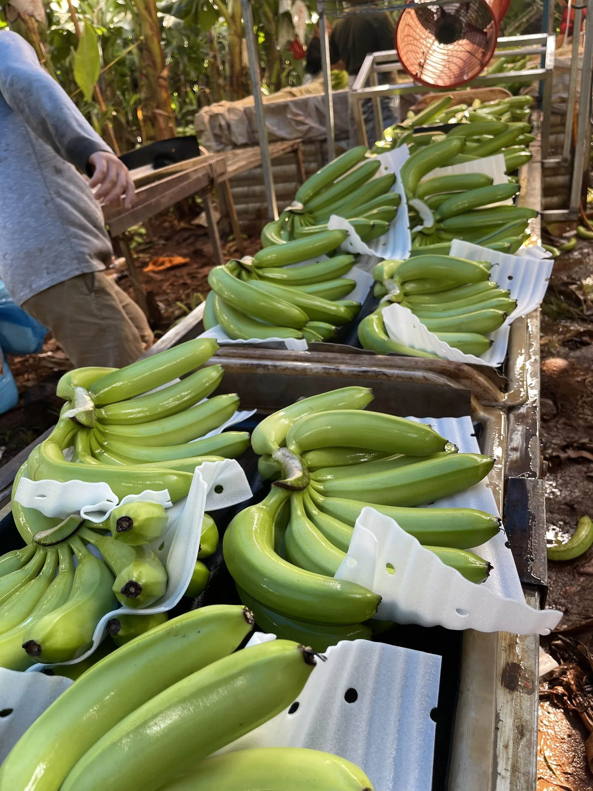 Top-Quality Fresh Bananas from Vietnam: Competitive Pricing Guaranteed