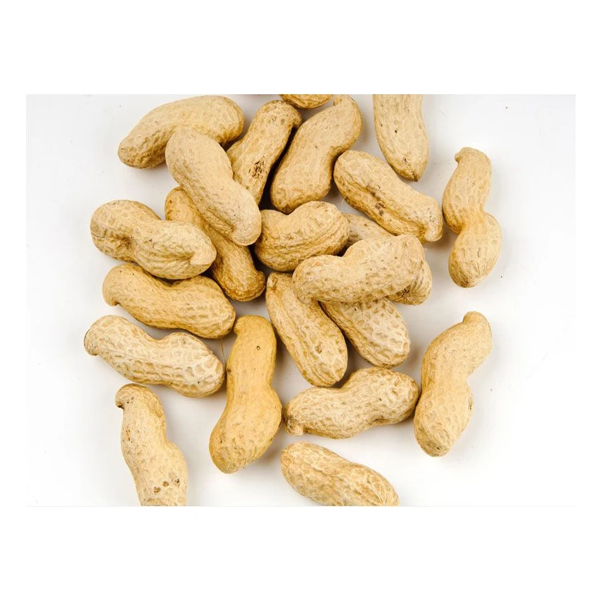 Buyers For Wholesale Jumbo Raw Peanuts High Quality Natural Bold Blanched Peanuts Kernels