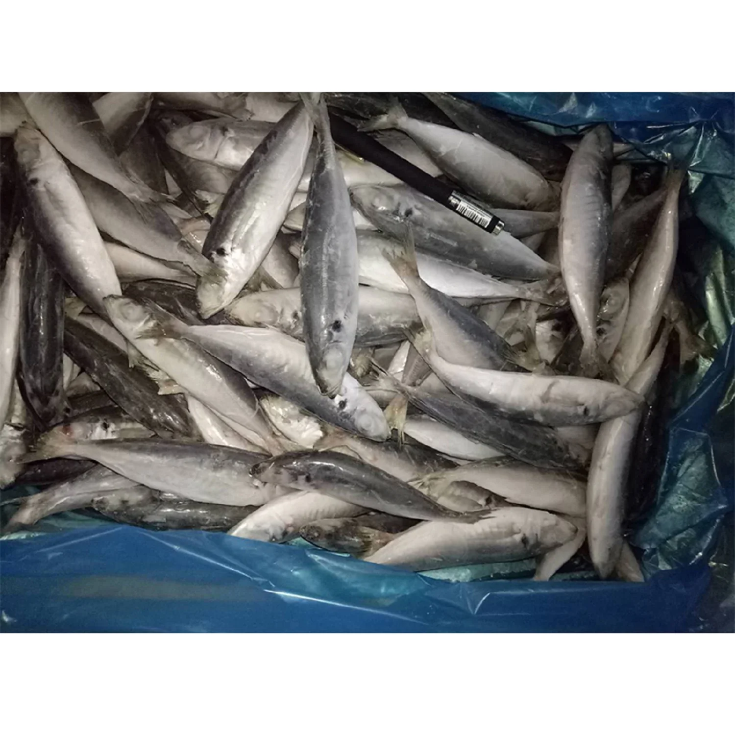 BQF IQF whole round scad mackerel frozen horse mackerel fish