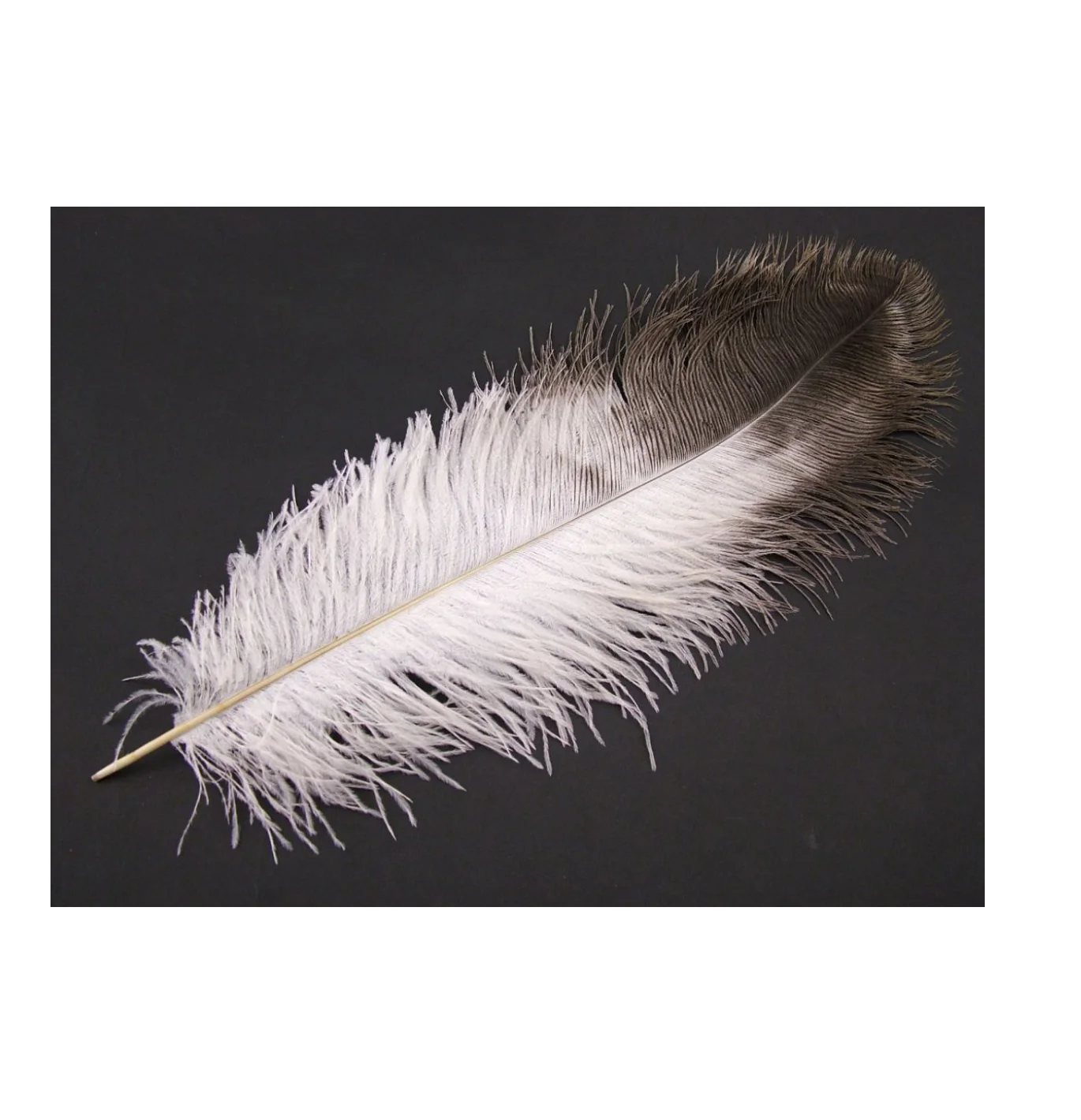 Ostrich feathers. Определитель перьев. Перо под лупой. Перья птиц. Строение опахала пера птицы.