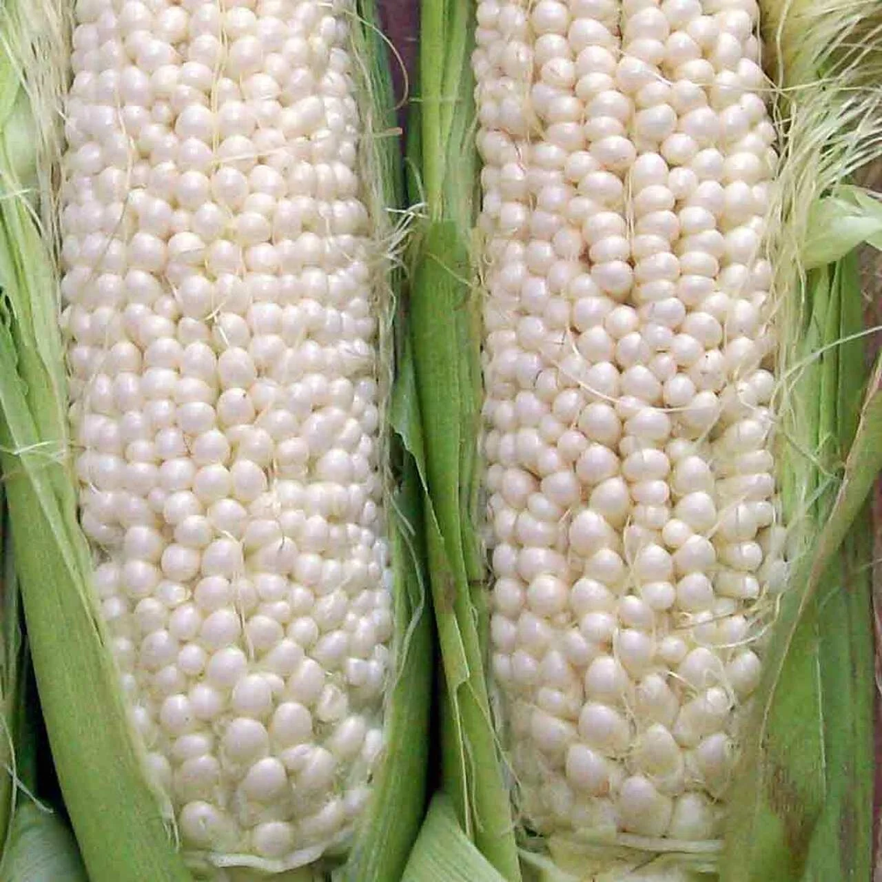 Best Quality Custom Made Wholesale Factory Price White Corn wholesale in Bulk
