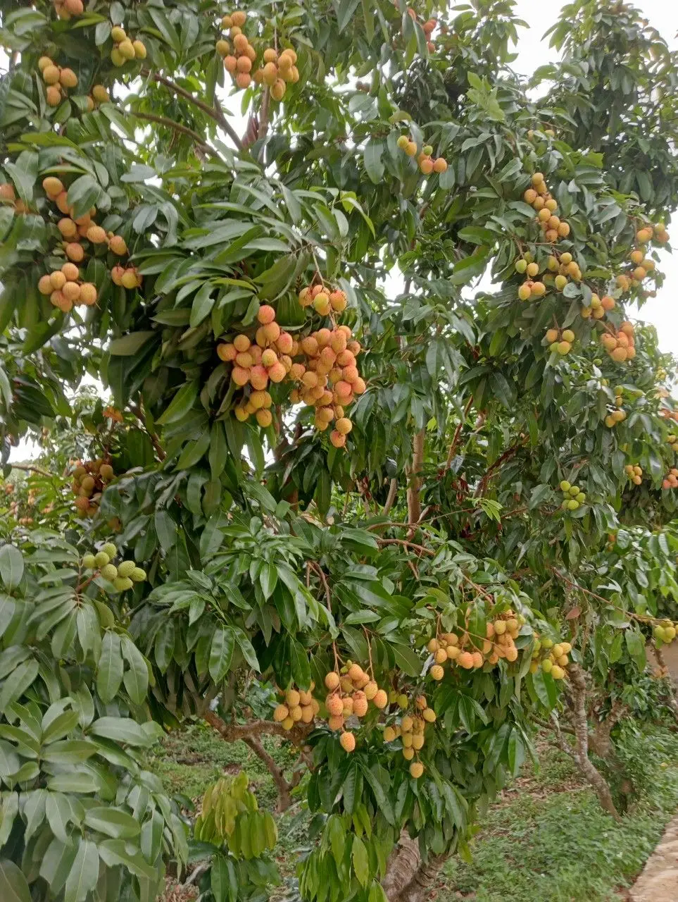 CUSTOMIZED BRAND LYCHEE SWEET FRESH WITH REASONABLE FROM BEST VIET NAM FRESH FRUITS WHOLESALE NATURAL FLAVOR  READY FOR DELIVERY