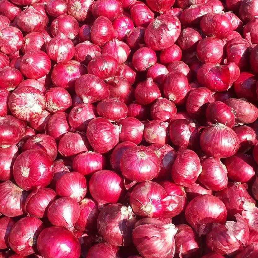 Large Quantity of Fresh Quality Yellow Onion, Red Onion, White Onion Available For Sale