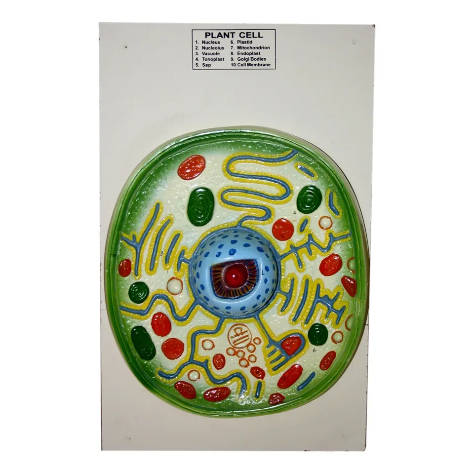 Typical Plant Cell Model Hot Selling Biological Botany plastics model students a three dimensions view of a plant cell