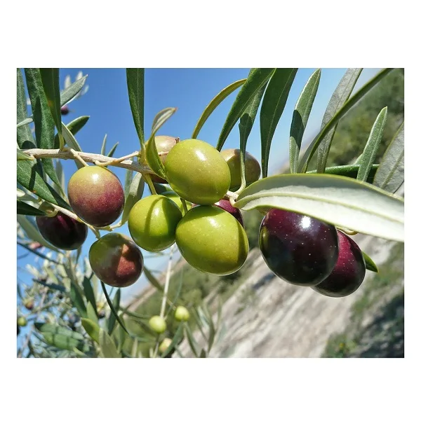 Best Quality Fresh Green Olives