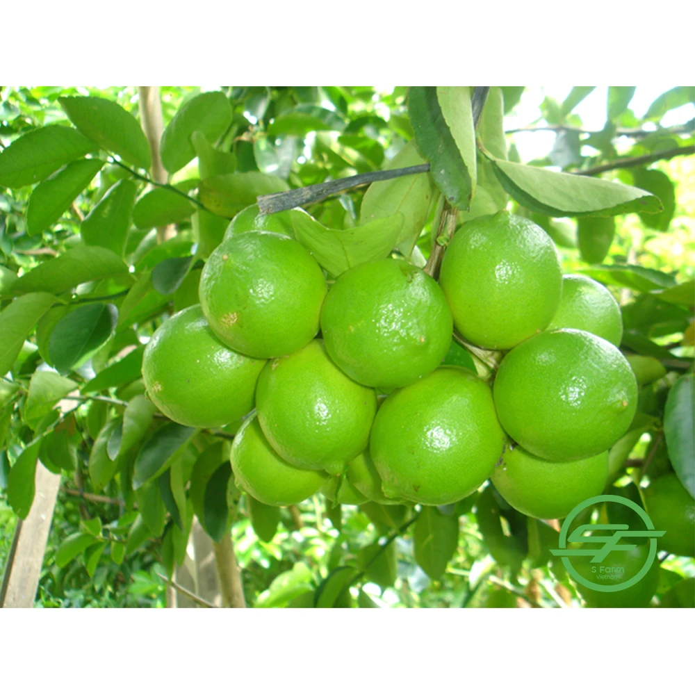 Lemon Seedless, Top Quality Product From Vietnam, Fresh Lemon seedless Fresh Lime