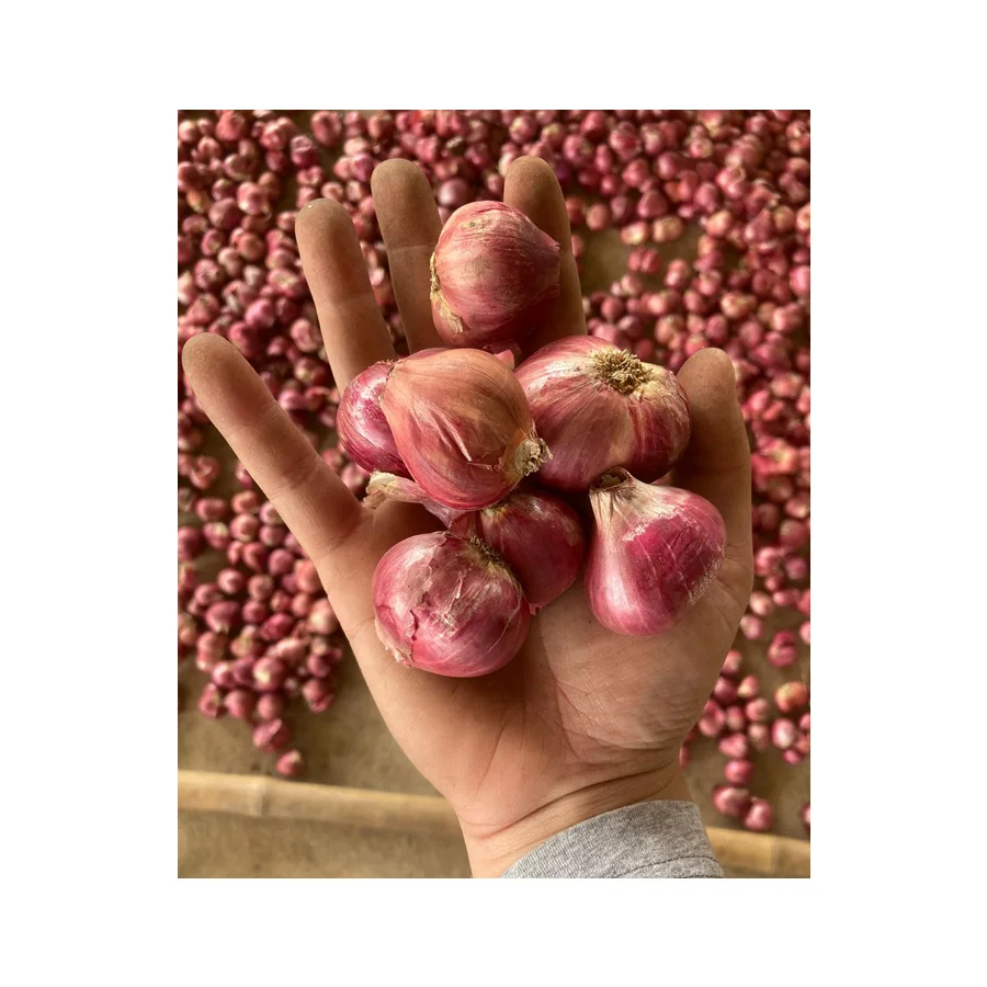 Bawang Kecil Siam Thai Vegetable Fresh Red Shallot +66934602728 Onion Mesh Bag Premium Grade from Thailand