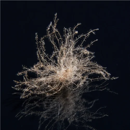 high cleanliness natural raw materials wholesale 90% washed grey goose down feathers