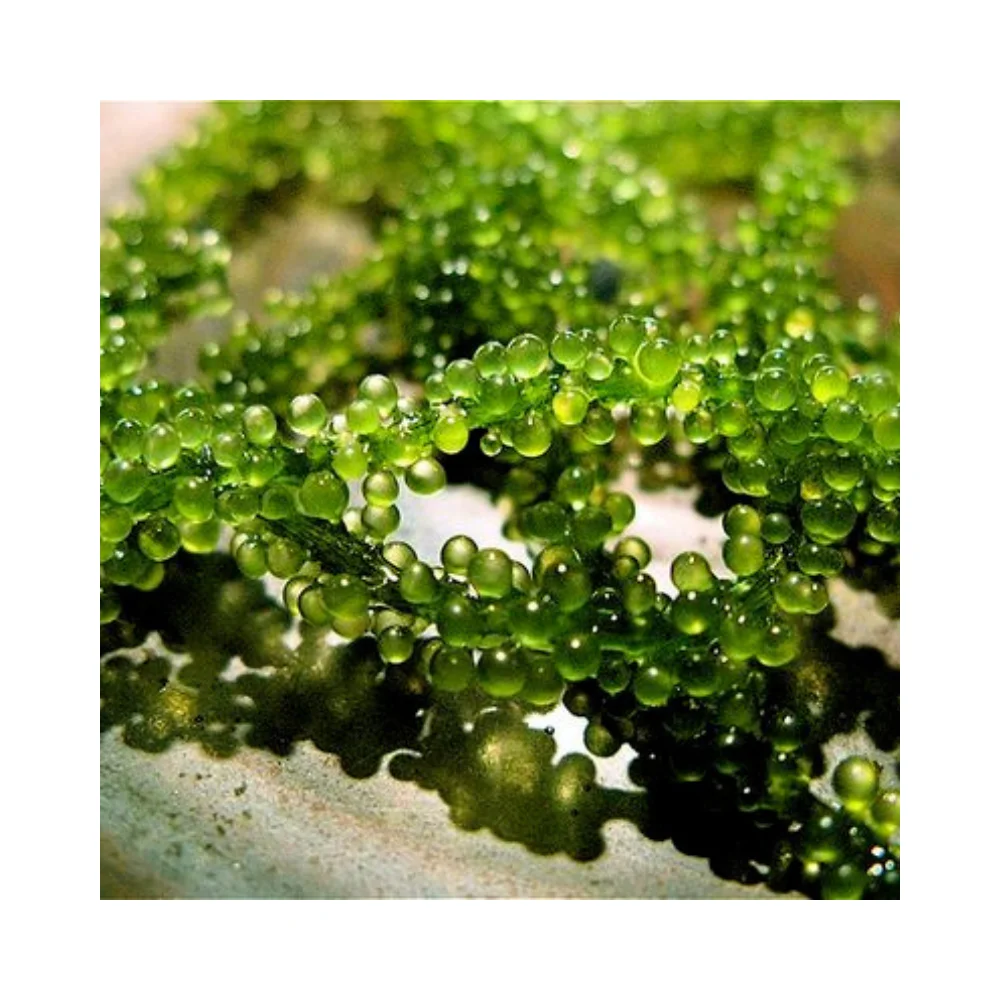 BEST SELLING SEA GRAPES - DRIED SEA GRAPE DISCOUNT FOR FIRST ORDER NATURAL DELICIOUS SEA GRAPES