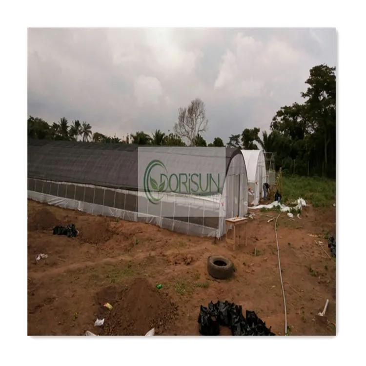 Tomato Strawberry Plastic Film Tunnel Singlespan Agricultural Greenhouse Farm For Sale