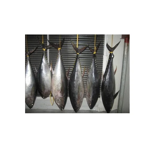 VN frozen whole Tuna  good price  good quality.