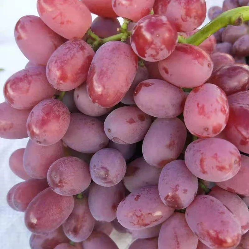 Fresh Grapes For Export