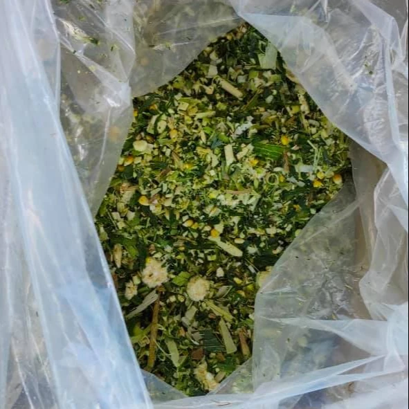 Silage Corn Maize Silage