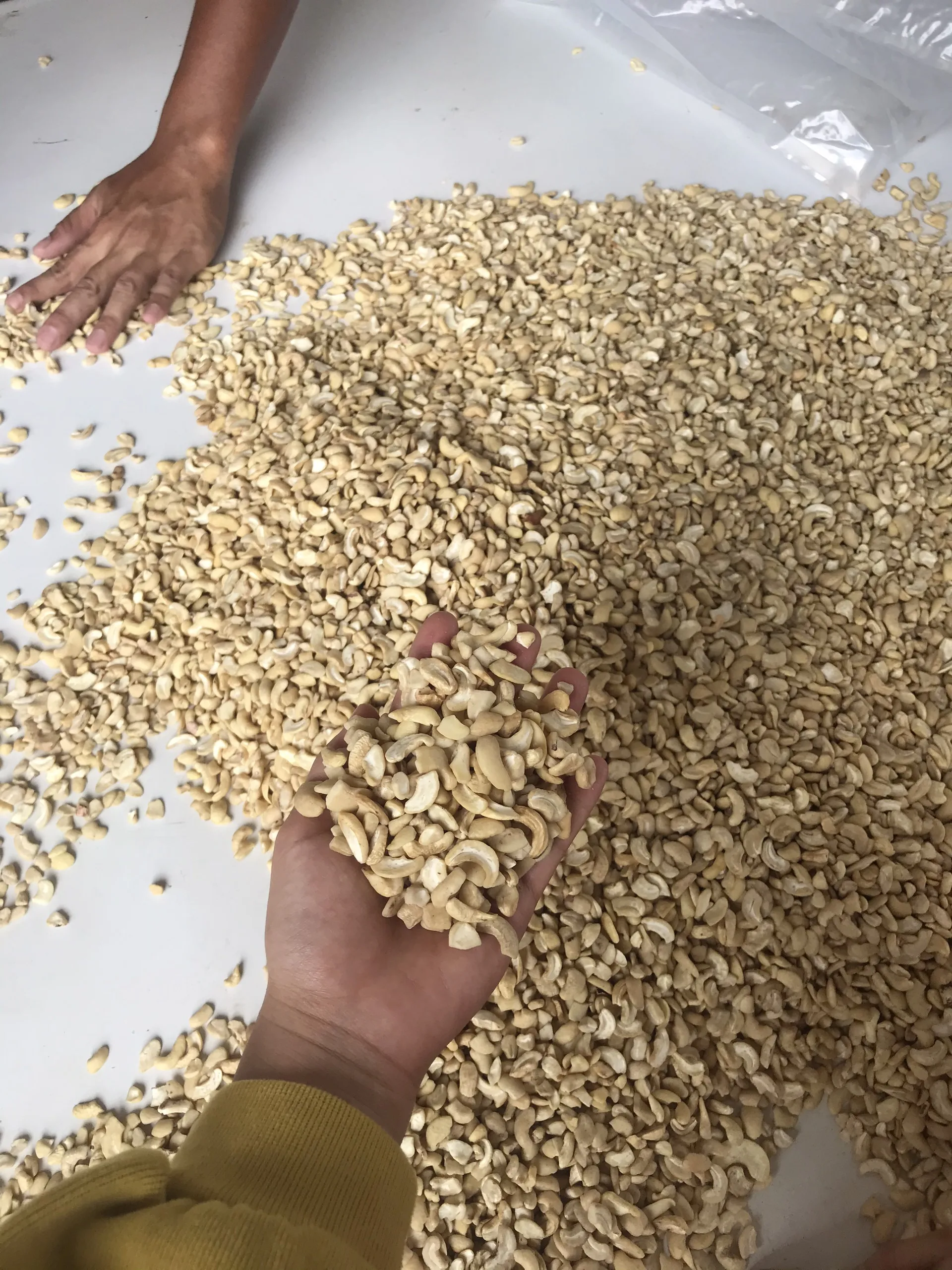 Best Kaju Quality of Raw Cashew Nut Kernel W320 W240 W450 LP Vietnam - Anna Do W/a +84982153058