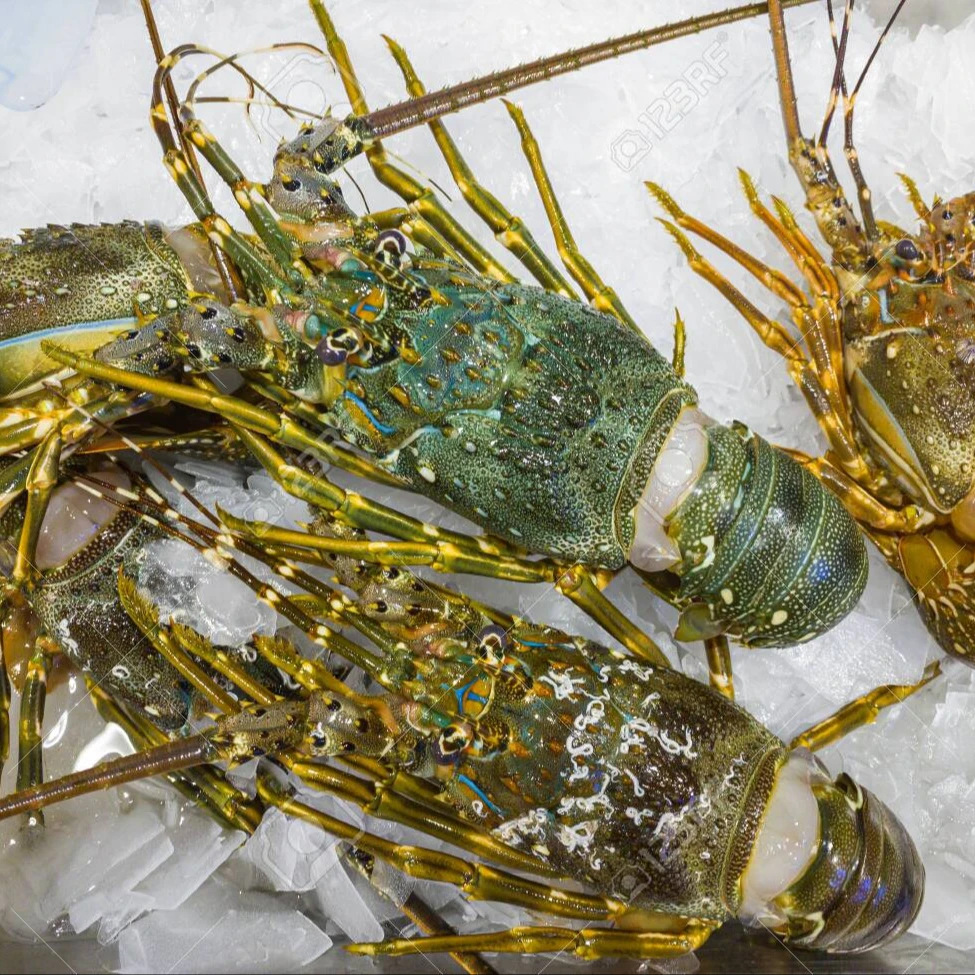 Frozen lobster - All parts Frozen Lobster Tails / Fresh Live Lobsters