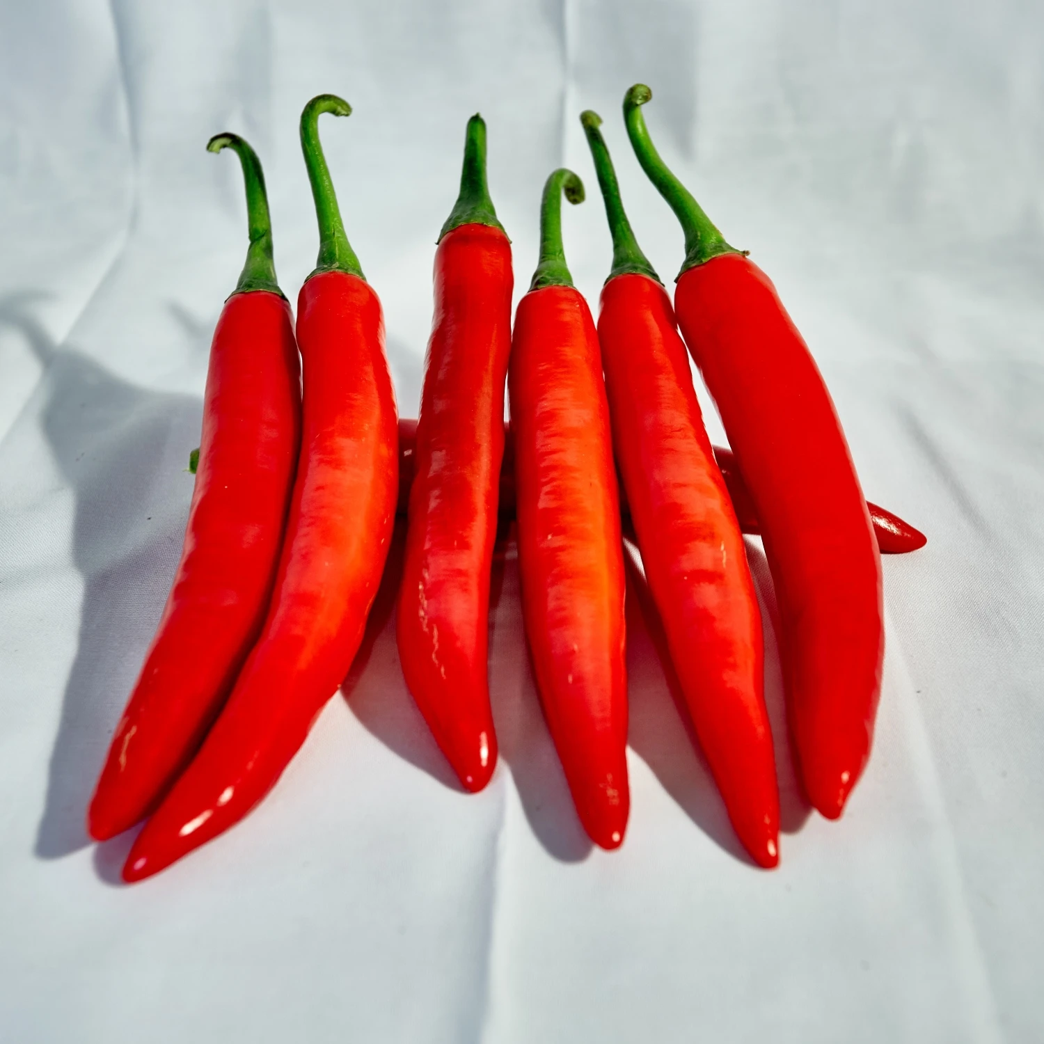 Green Farmer Of Cheapest Price Fresh Chili Pepper Fresh Capsicum 100% Natural Seasoning New Crop Chili Pepper High Quality