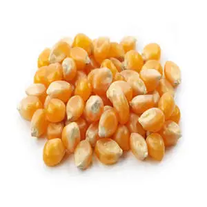 Natural dried yellow/white corn for livestock feed