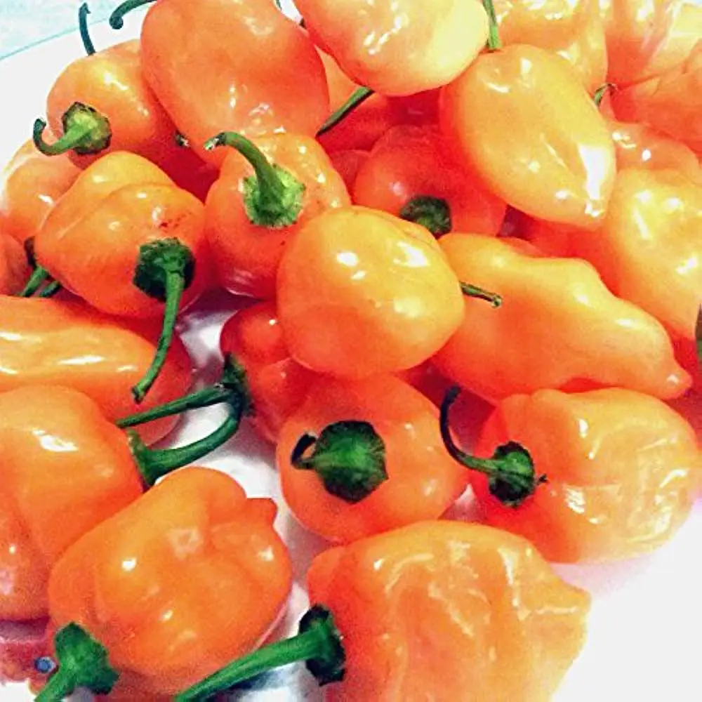 High Quality Fresh Habanero and Green Pepper from Leading SupplierFor Export