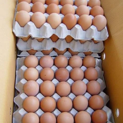 FRESH TABLE EGGS - Chicken Table Eggs
