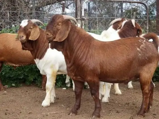 Healthy Boer Goats