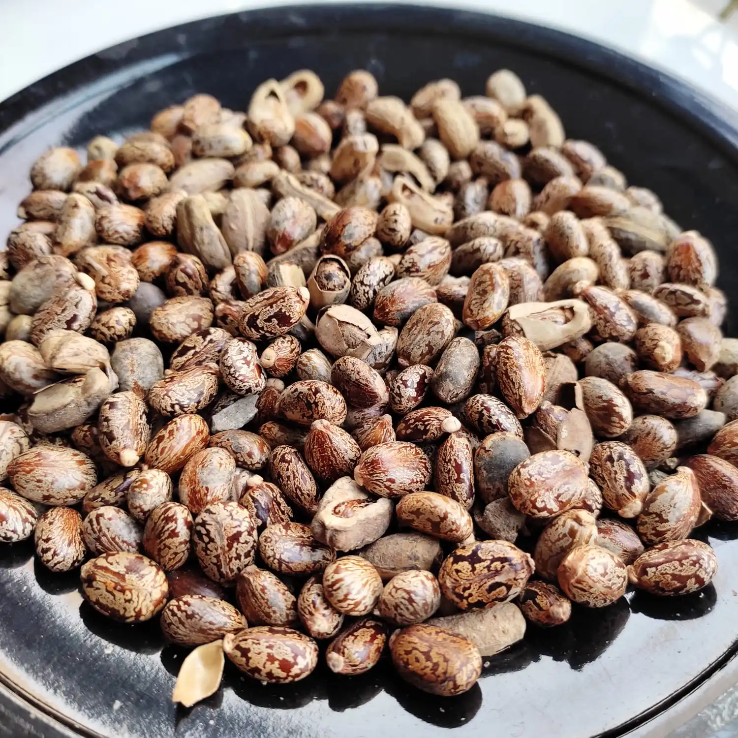Best Price Hybrid Castor Oil Seeds High Quality with High Oil Content Castor Beans