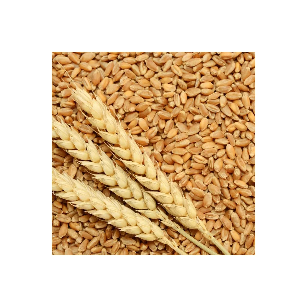 Wholesale Supplier Organic Whole Wheat Grain For Sale In Cheap Price