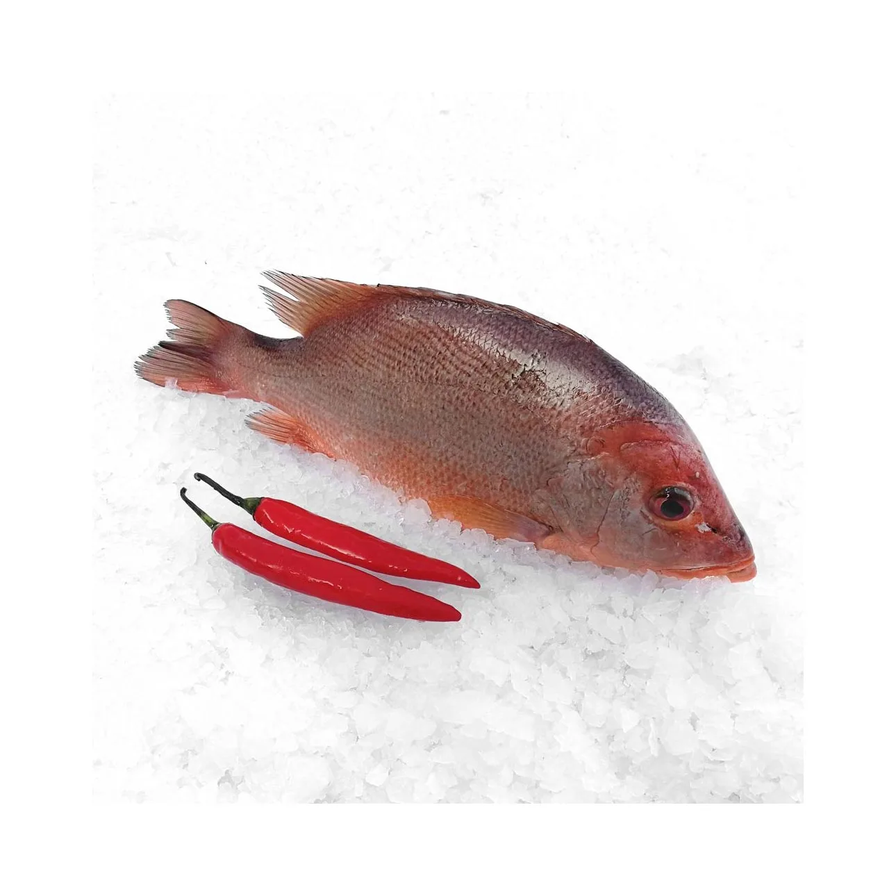 frozen grey mullet fish red mullet whole fish blue spot fresh seafood wholesale Frozen white snapper fish