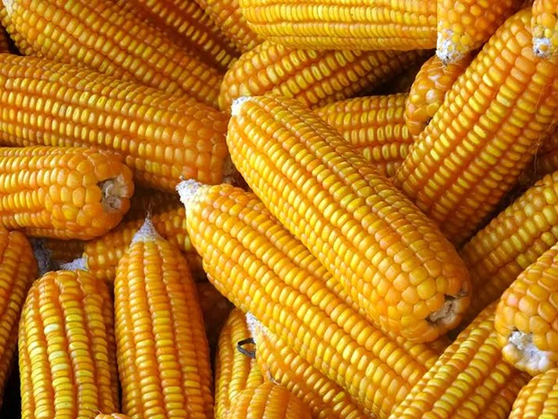 Factory Price Manufacturing Bulk Kernel Dried Yellow Corn For Sale