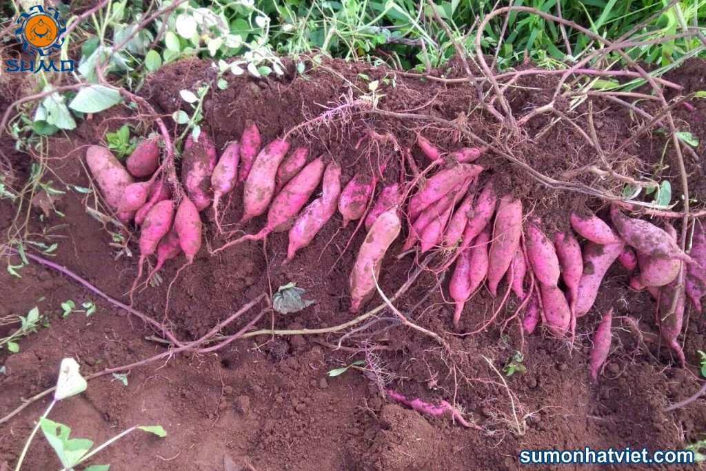 Top Fresh Purple Sweet Potato - Wholesale Price - Export From Vietnam