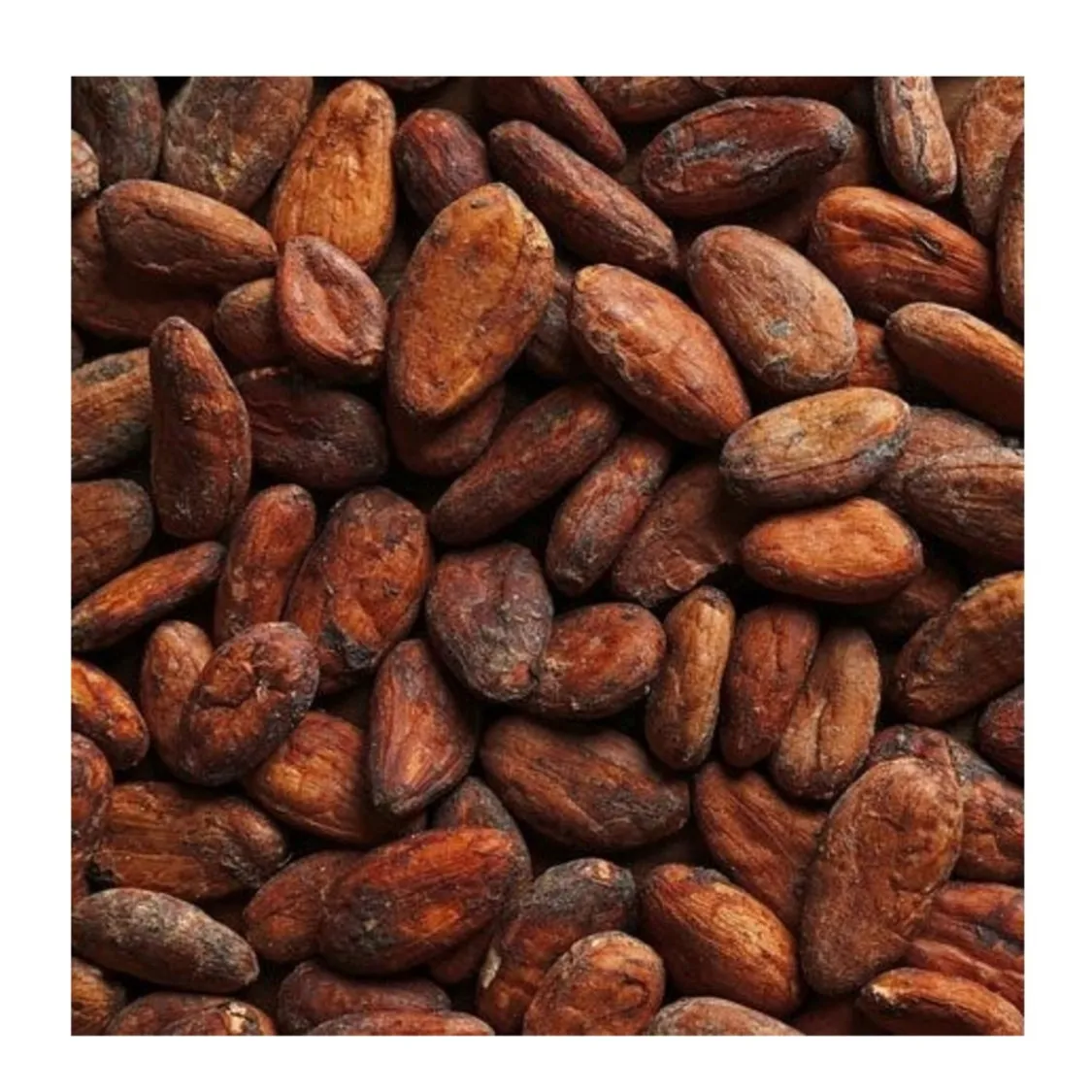 Top Quality Cocoa Beans Forastero Cacao Beans at Wholesale Price