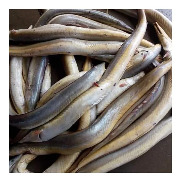 Eel fish live frozen 100% export quality cheap price